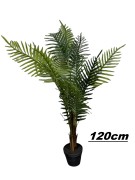 Konstväxt Madagaskarpalm
