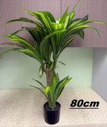 Konstväxt Yucca-palm